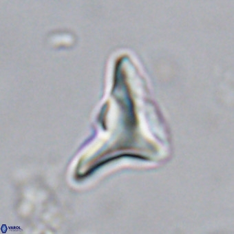 Triamutilaferrum donti VR 20036