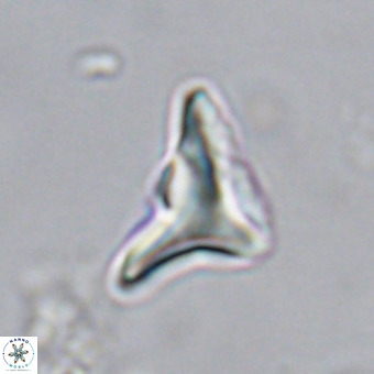Triamutilaferrum donti VR 20036