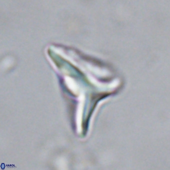 Triamutilaferrum donti VR 20037