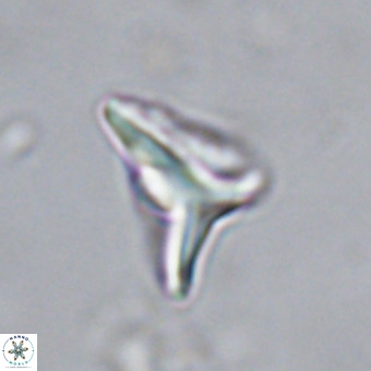 Triamutilaferrum donti VR 20037