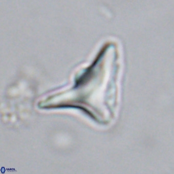 Triamutilaferrum donti VR 20038