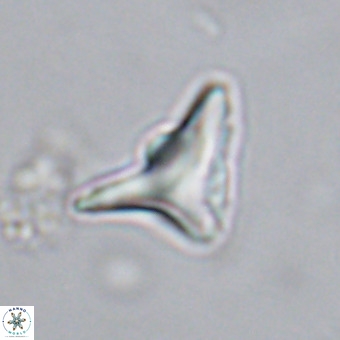 Triamutilaferrum donti VR 20038