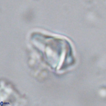 Triamutilaferrum donti VR 20039
