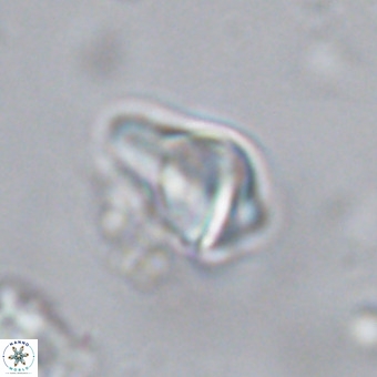 Triamutilaferrum donti VR 20039