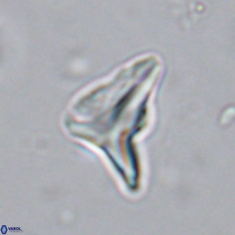 Triamutilaferrum donti VR 20033