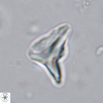 Triamutilaferrum donti VR 20033