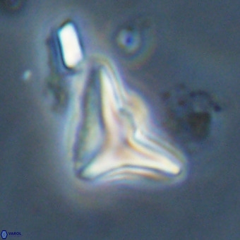 Triamutilaferrum donti VR 20044