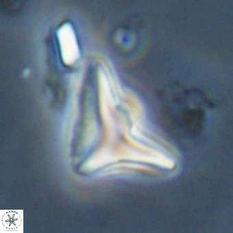 Triamutilaferrum donti VR 20044