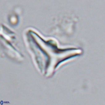 Triamutilaferrum donti VR 20040