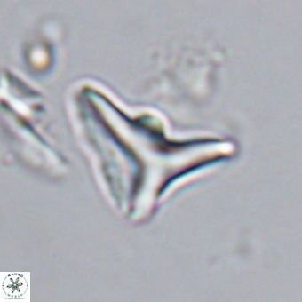 Triamutilaferrum donti VR 20040