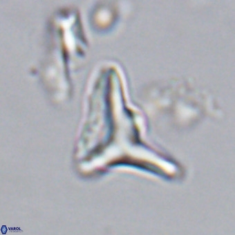Triamutilaferrum donti VR 20041