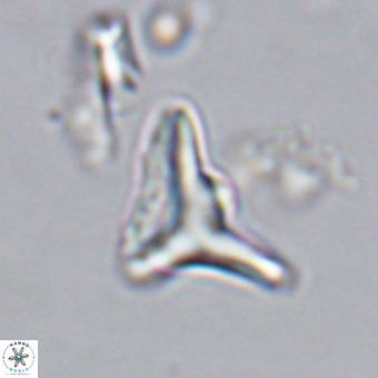 Triamutilaferrum donti VR 20041