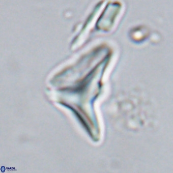 Triamutilaferrum donti VR 20042
