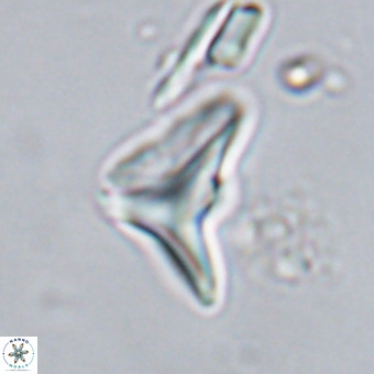 Triamutilaferrum donti VR 20042
