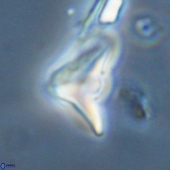 Triamutilaferrum donti VR 20043