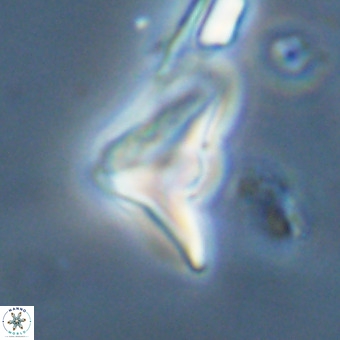 Triamutilaferrum donti VR 20043