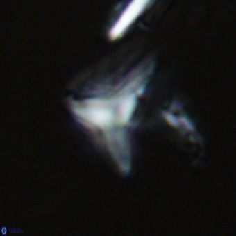 Triamutilaferrum donti VR 20054