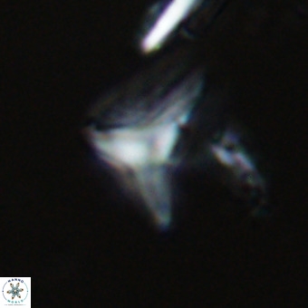 Triamutilaferrum donti VR 20054