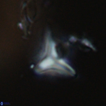 Triamutilaferrum donti VR 20056