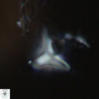 Triamutilaferrum donti VR 20056