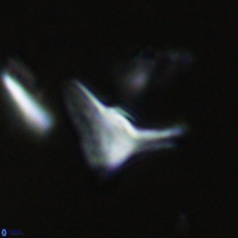 Triamutilaferrum donti VR 20057