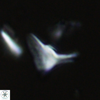 Triamutilaferrum donti VR 20057