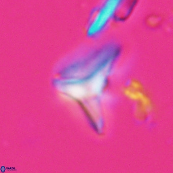Triamutilaferrum donti VR 20052
