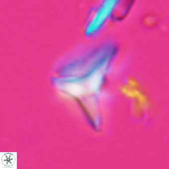 Triamutilaferrum donti VR 20052