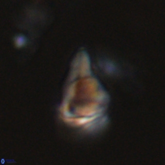 Triamutilaferrum donti VR 20065