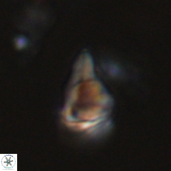 Triamutilaferrum donti VR 20065