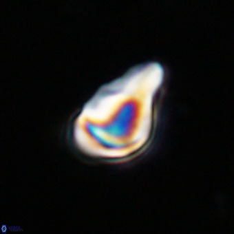 Triamutilaferrum donti VR 20066