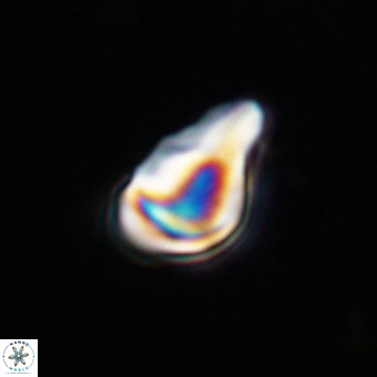 Triamutilaferrum donti VR 20066