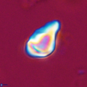 Triamutilaferrum donti VR 20067