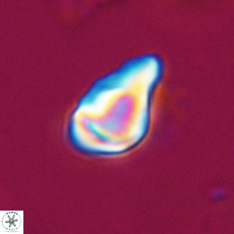 Triamutilaferrum donti VR 20067