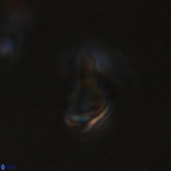 Triamutilaferrum donti VR 20069