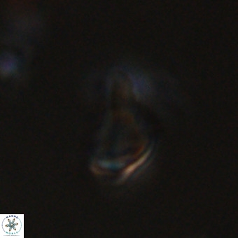 Triamutilaferrum donti VR 20069