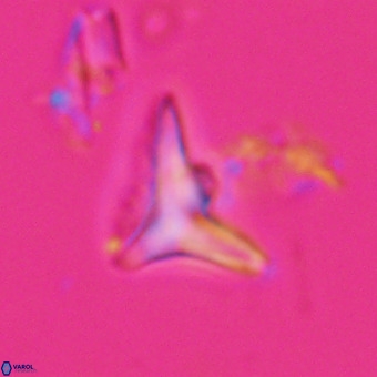 Triamutilaferrum donti VR 20060