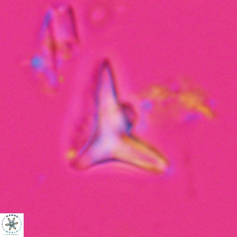Triamutilaferrum donti VR 20060