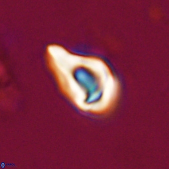 Triamutilaferrum donti VR 20062