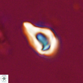 Triamutilaferrum donti VR 20062
