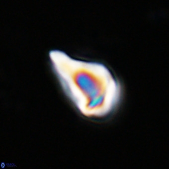 Triamutilaferrum donti VR 20063