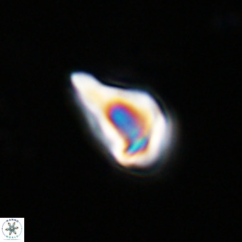 Triamutilaferrum donti VR 20063