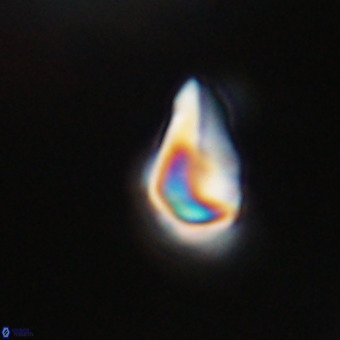 Triamutilaferrum donti VR 20074
