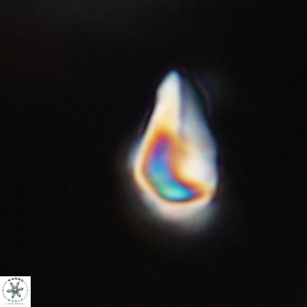 Triamutilaferrum donti VR 20074