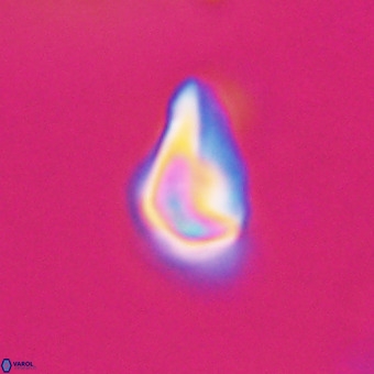 Triamutilaferrum donti VR 20075