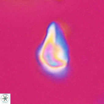 Triamutilaferrum donti VR 20075