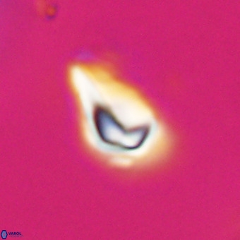 Triamutilaferrum donti VR 20076