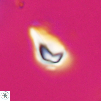 Triamutilaferrum donti VR 20076