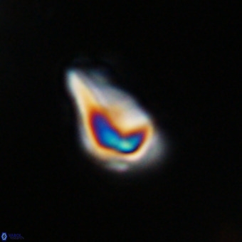 Triamutilaferrum donti VR 20077