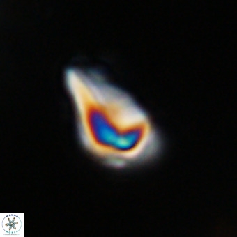 Triamutilaferrum donti VR 20077
